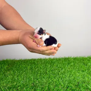 Biewer teriér - Olivia