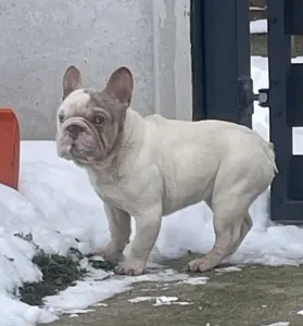 Francia bulldog - Dömpi 