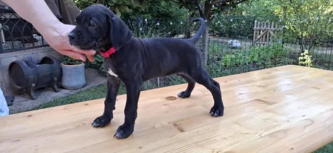 Cane Corso - Bonnie