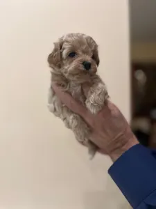 Maltipoo - Maltipoo Toy M