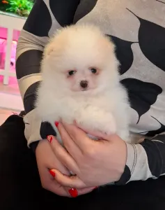 Pomeranian - Leo