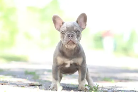 Francia bulldog - Vodka