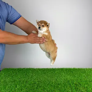 Shiba Inu - Infinity 