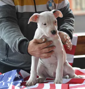 American Staffordshire Terrier - Christmas Dragons Armageddon