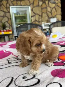Cavapoo - Teddy