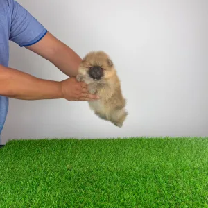 Pomeranian - Horace
