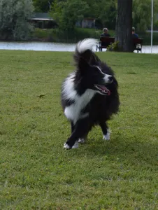 Border Collie - Rodonit