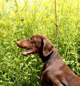 Dobermann - Barnabás