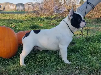 French Bulldog - Falco 
