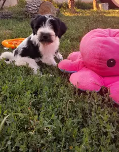 Tibeti terrier - Leroy