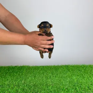 Yorkshire Terrier - Yogo