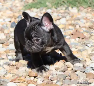 Französische Bulldogge - Luna