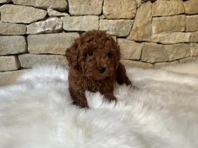 Pudel miniaturowy - Enzo