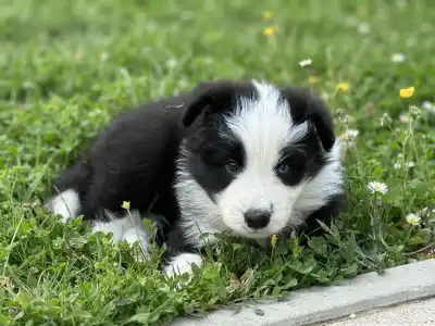 Border Collie - Fields Of Treasure Breath Of Fame