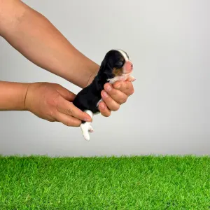 Кавалер кинг-чарльз-спаниель - Mirjam