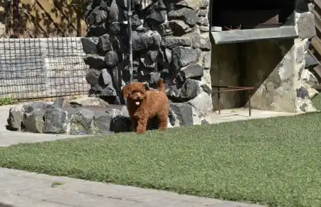 Pudel Toy - Bravados Eperke