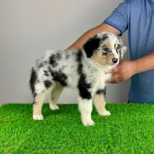 Australian Shepherd - Tamy