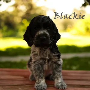English Cocker Spaniel - Blackie