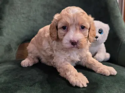 Cavapoo - Phedra