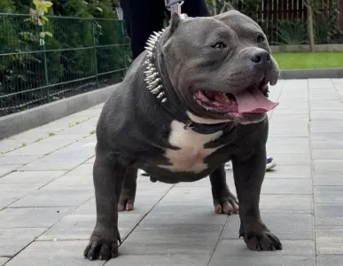 Amerikai Bully - Pocket - Ak Bully Mvp Darko