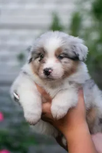 Australian Shepherd - Winstead Lively Gleam