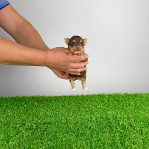 Yorkshire Terrier - Lemoro