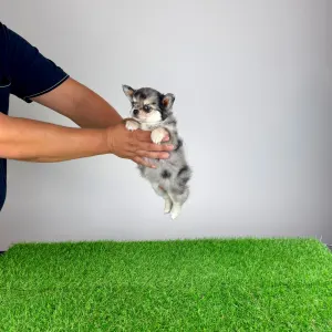 Chihuahua - Lindsay