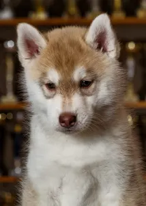 Szibériai husky - Pink