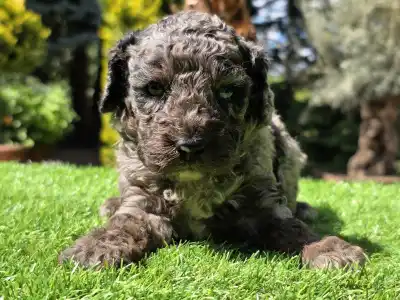 Cavapoo - Zoom