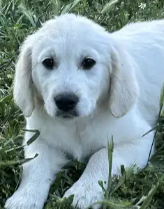 Golden Retriever - Tesa