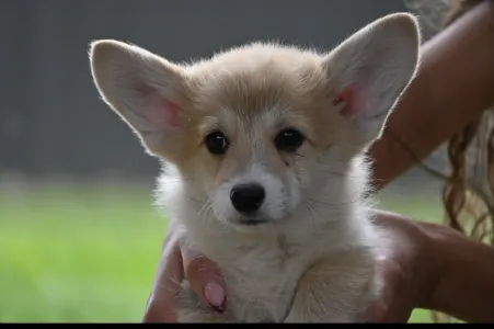 Welsh Corgi Pembroke - Marrakesh