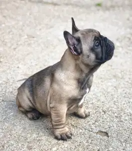 Buldog francuski - Wendy