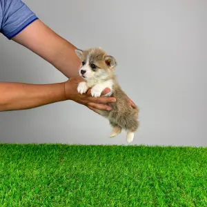 Welsh Corgi Pembroke - Prissy