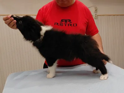 Border Collie - Talisman