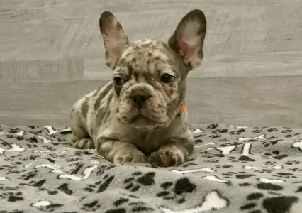 Bouledogue français - Cezar 