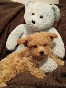 Maltipoo - Flash
