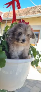 Maltipoo - Merlin