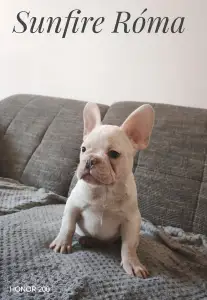 French Bulldog - Róma
