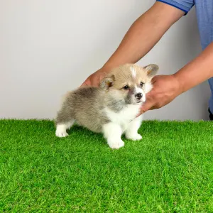 Welsh Corgi Pembroke - Zuro
