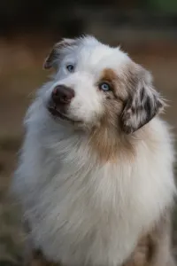 Miniature American Shepherd - Lightlake Only You