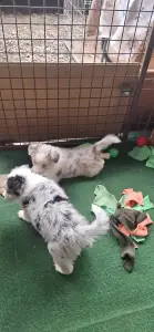 Border Collie - Fióna/dr Szöszi