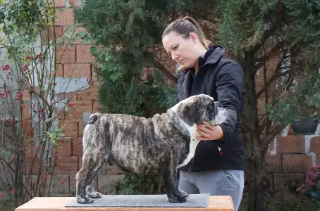 Anglický buldok - Chris