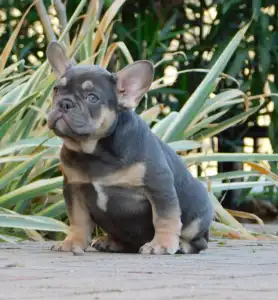 Francuski buldog - Gemma