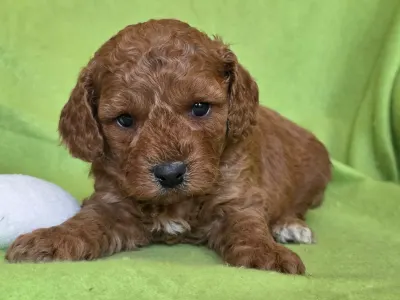 Cavapoo - Jackson