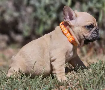 French Bulldog - Udo