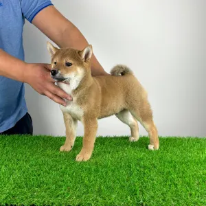 Shiba - Icon