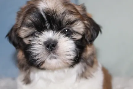 Shih Tzu - Arthur