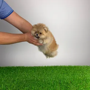 Pomeranian - Poppy