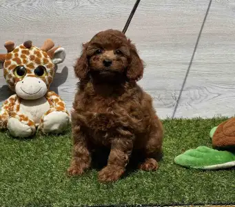 Poodle Miniature - Yessica