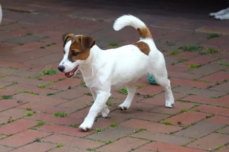 Jack Russell Terrier - Gold Leash Pascal